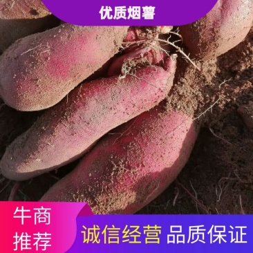 【推荐】烟薯红薯瓦房店大量上市基地直供专供批发需要联系