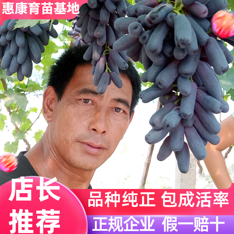 蓝宝石葡萄苗阳光玫瑰妮娜皇后秋天清脆保纯度