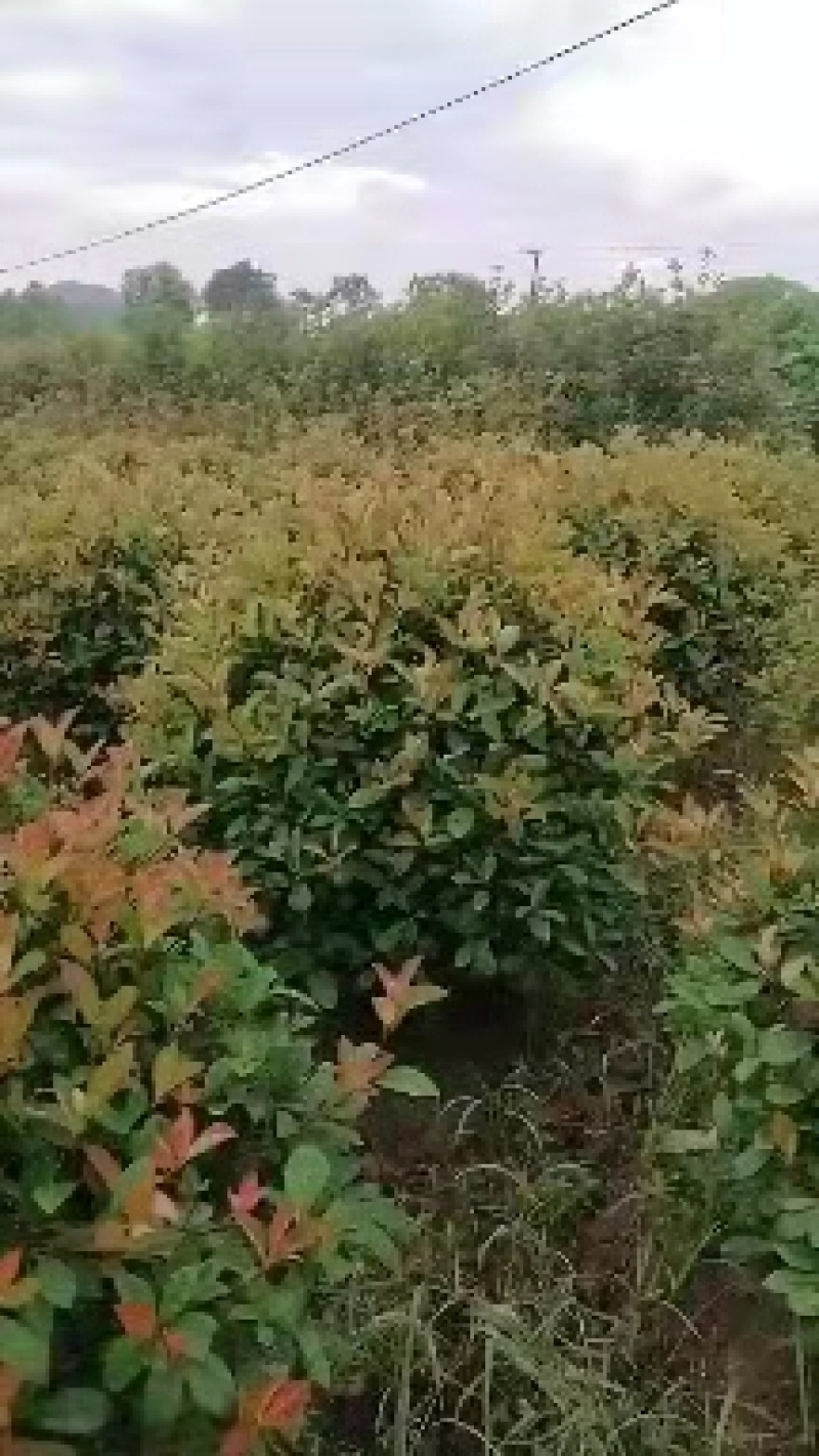红叶石楠基地直供诚信经营各种规格一手货源