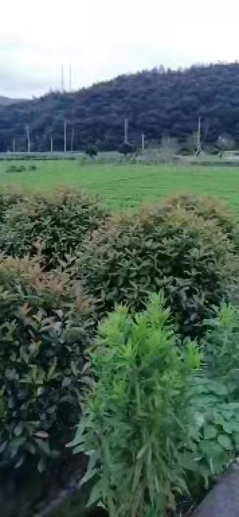 红叶石楠基地直供诚信经营各种规格一手货源