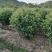 红叶石楠基地直供诚信经营各种规格一手货源