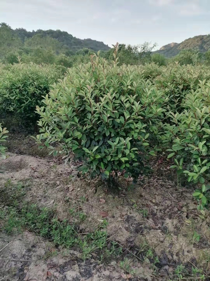 红叶石楠基地直供诚信经营各种规格一手货源
