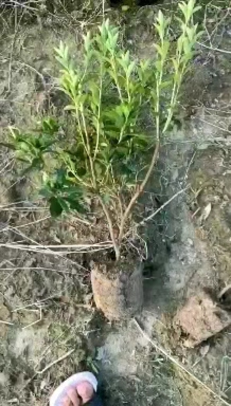 春鹃各种规格杜鹃小苗基地直供绿化苗木