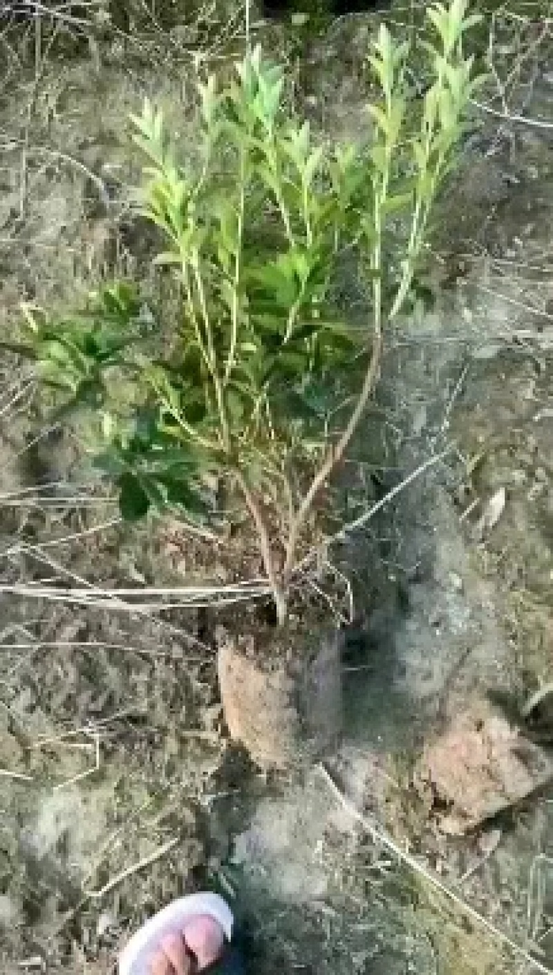 春鹃各种规格杜鹃小苗基地直供绿化苗木