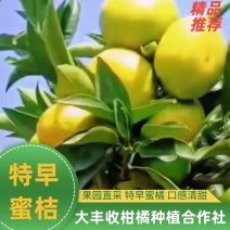 【特早蜜桔】宜昌早熟蜜橘大量上市皮薄汁多现摘现发欢迎采购