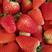 阜阳草莓代收代办文集天仙醉草莓奶油草莓大量上市量大从优