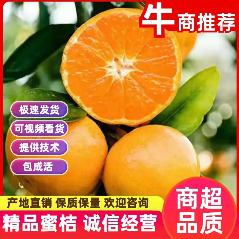 【蜜橘】柑桔内江蜜桔入口化渣现摘现发保质保量欢迎选购