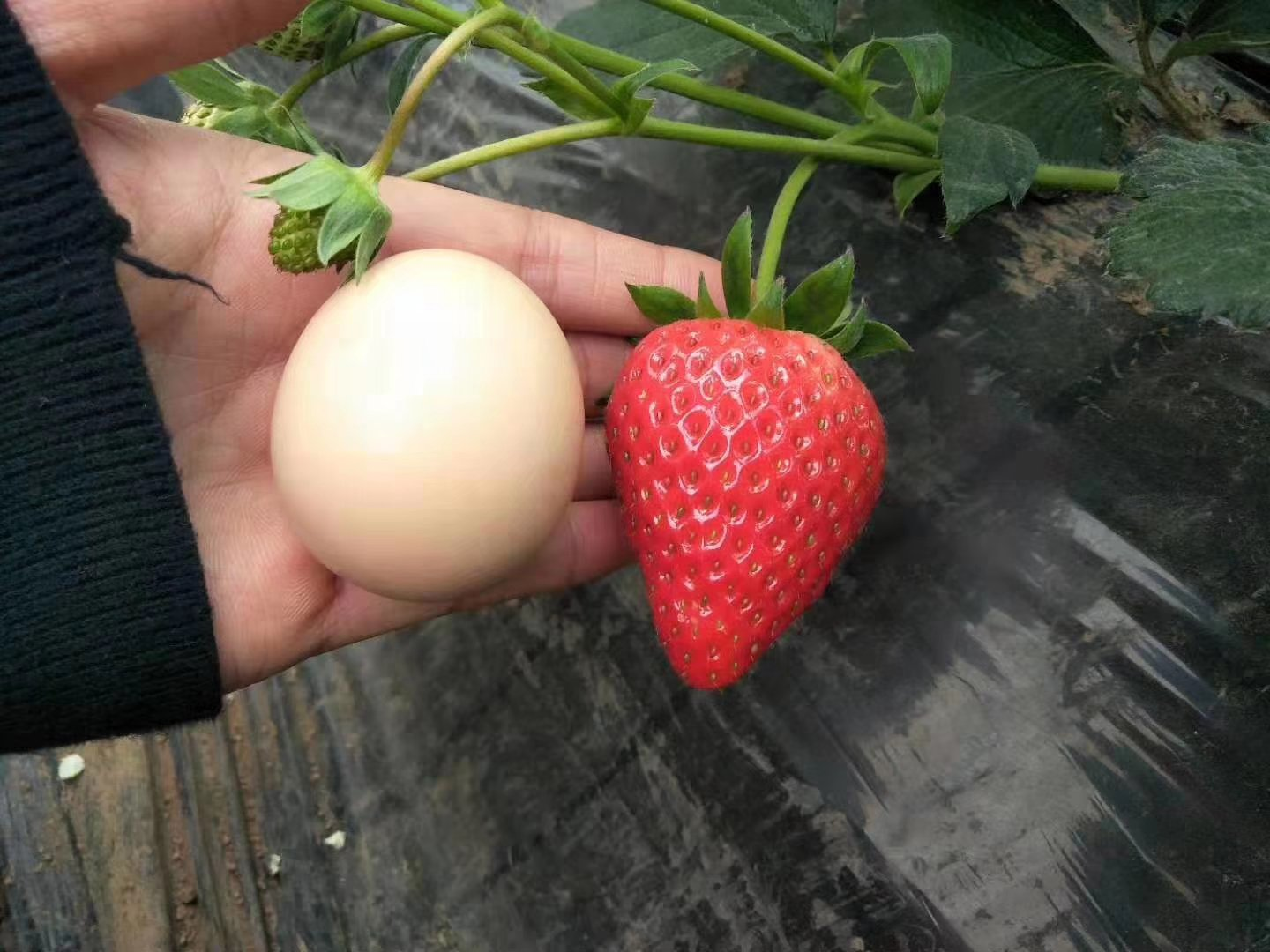 奶油草莓穴盘育苗实景图