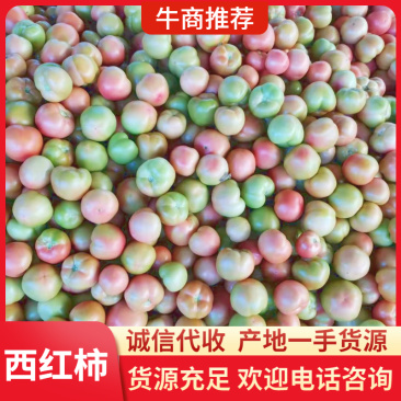 河北西红柿硬粉西红柿弧三以上大量有货，需要的老板联系