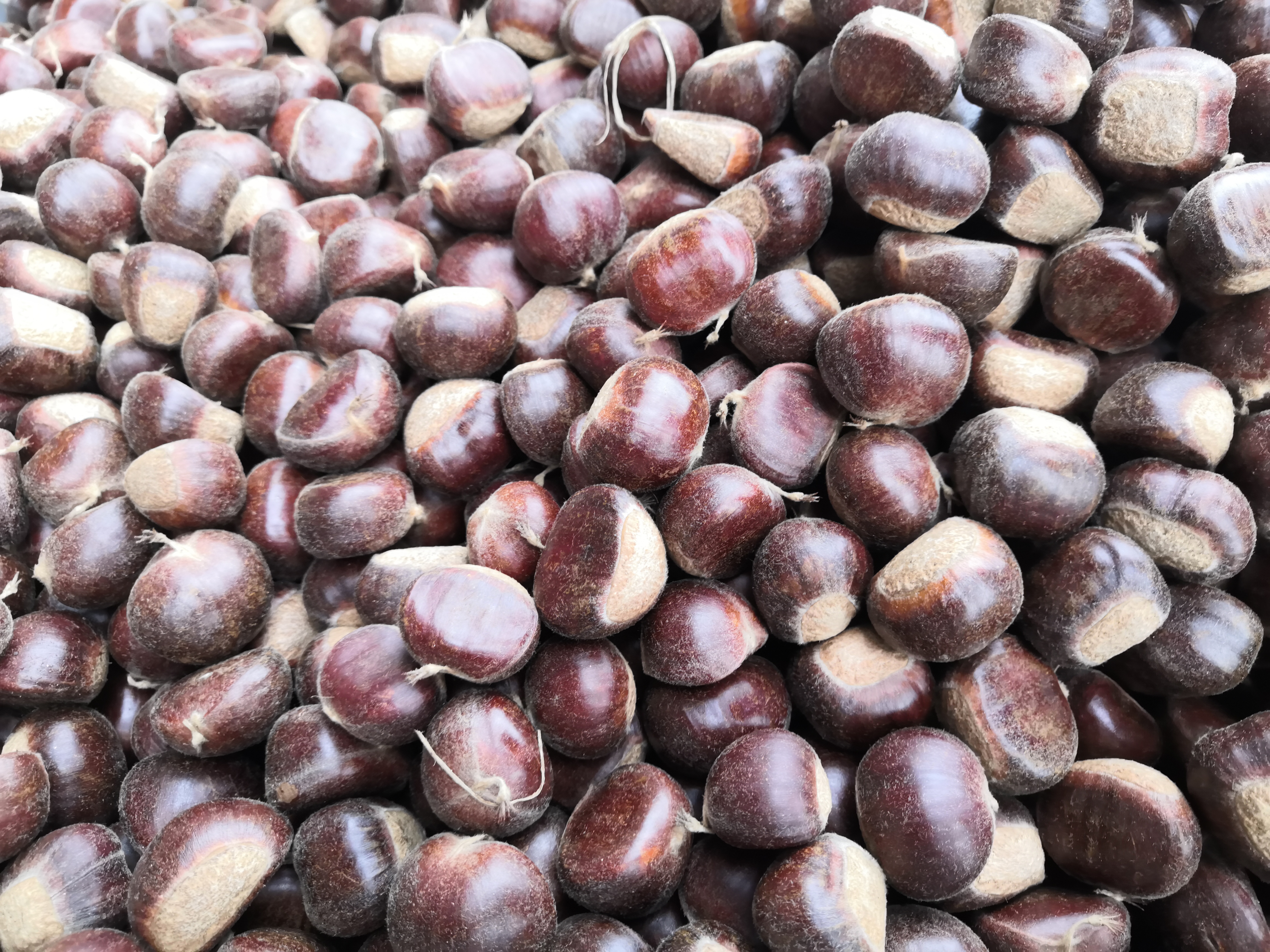 迁西板栗与毛栗外观对比图