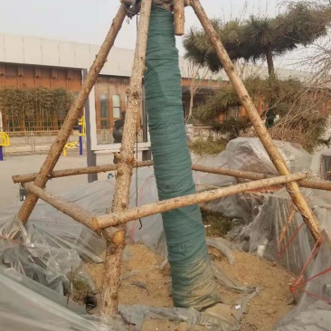 双层加膜裹树布树木防寒裹树布厂家包树布缠树布价格