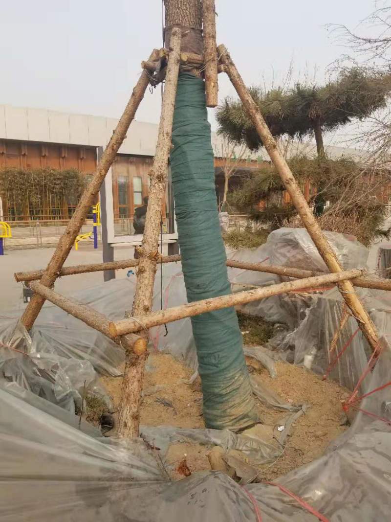 园林果树布缠树布大树小树防寒包树布价格无纺布