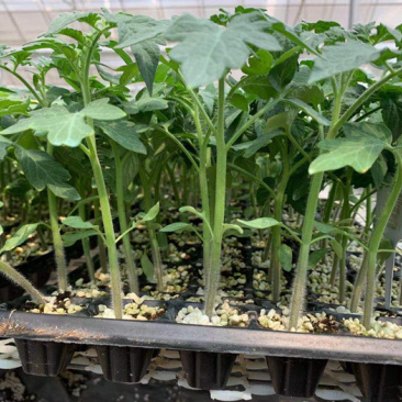 山东圣女果苗小黑番茄苗采摘类水果番茄苗樱桃番茄苗