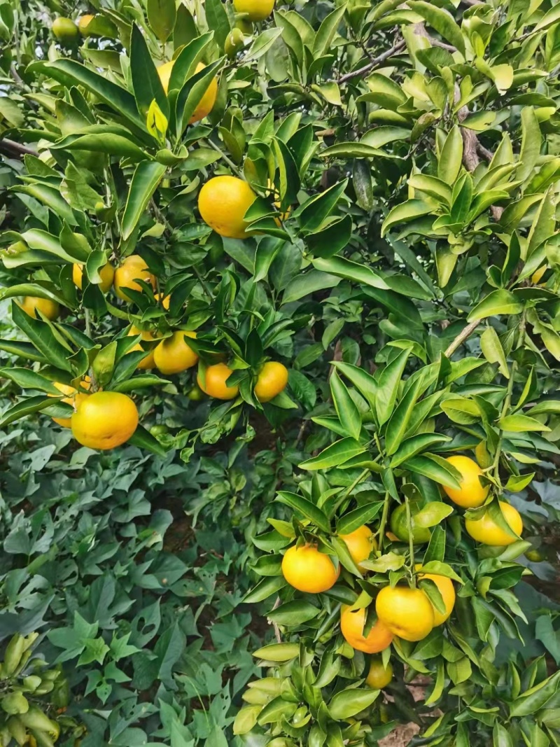 蜜橘湖北精品特早柑桔大量上市中基地支直供价格优惠