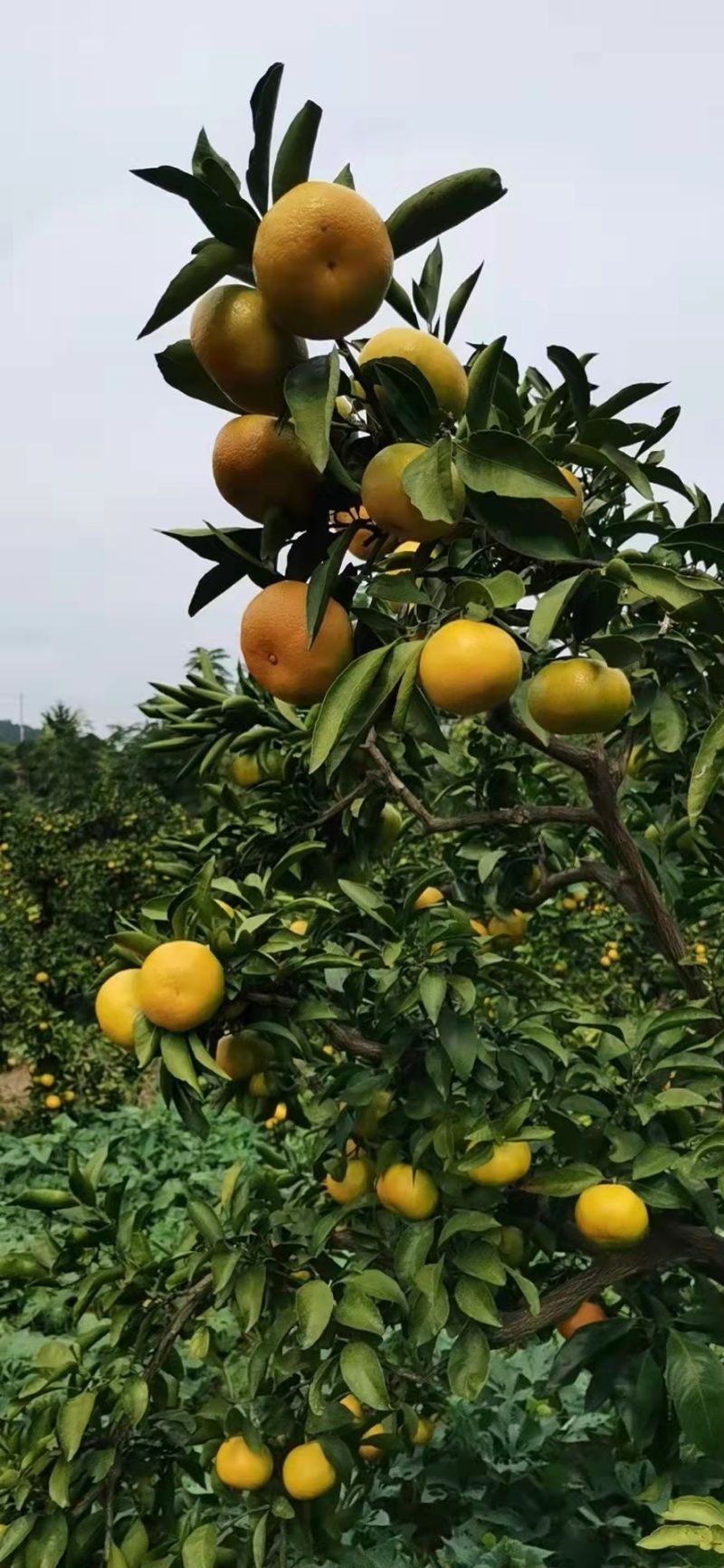 蜜橘湖北精品特早柑桔大量上市中基地支直供价格优惠