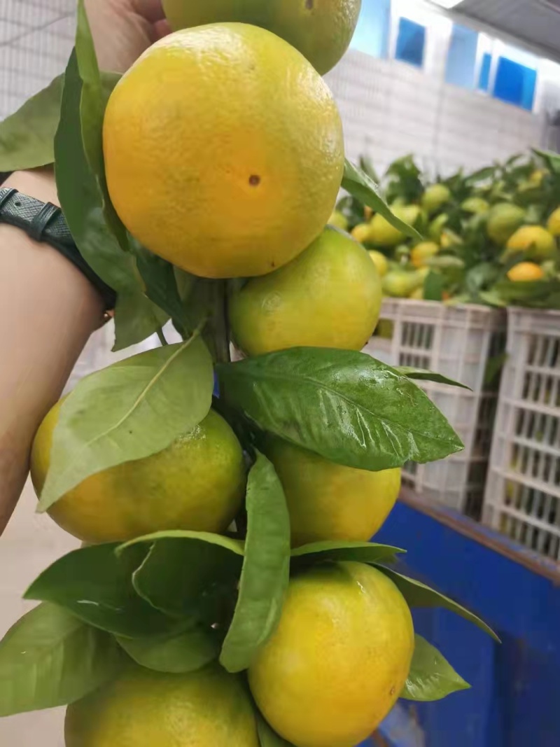 蜜橘湖北精品特早柑桔大量上市中基地支直供价格优惠