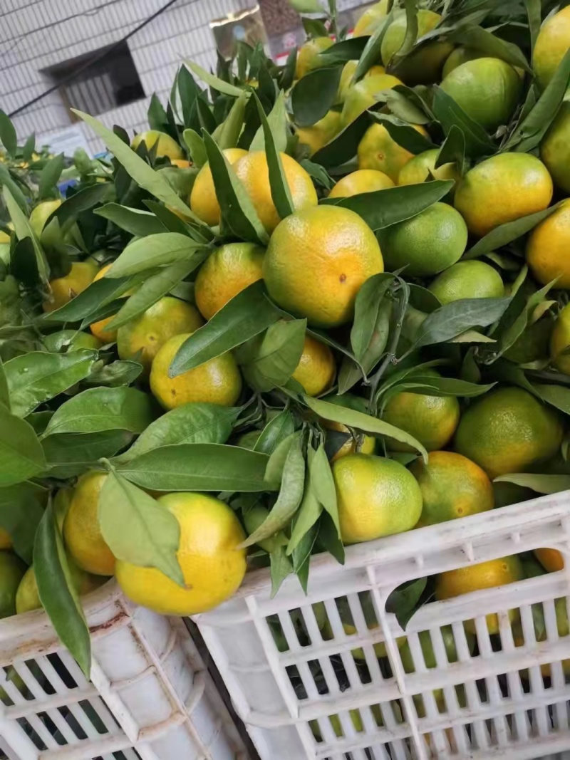 蜜橘湖北精品特早柑桔大量上市中基地支直供价格优惠