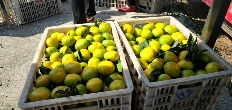蜜橘湖北精品特早柑桔大量上市中基地支直供价格优惠