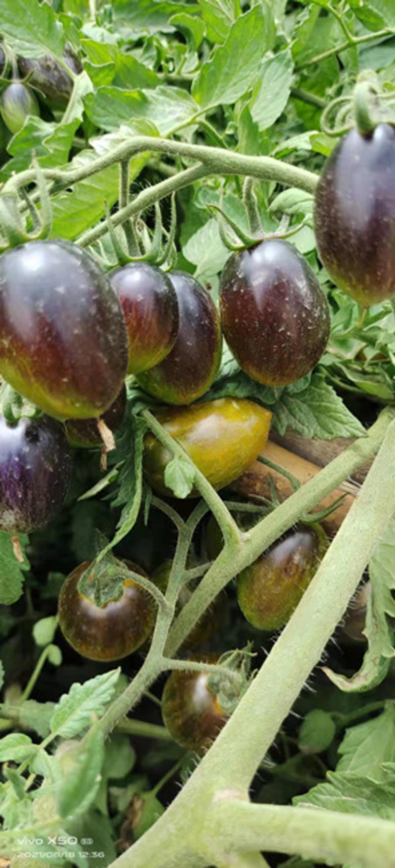 圣女果苗紫黑色小番茄苗成熟后转黄色口感特甜