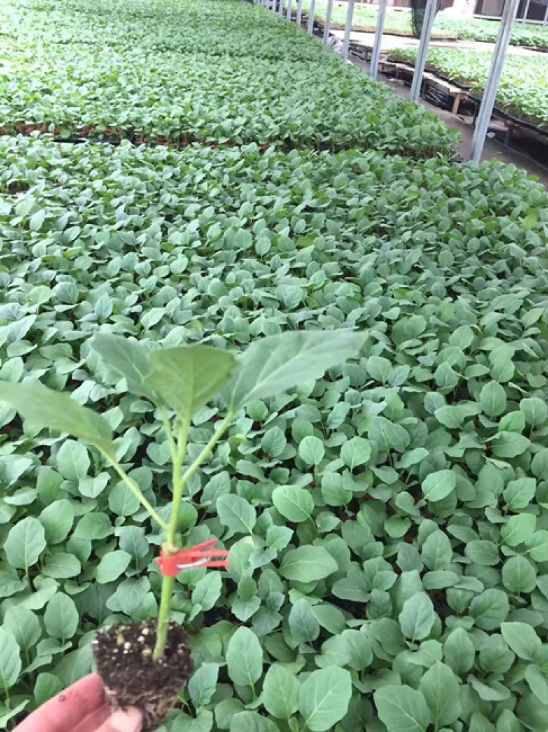 嫁接茄子苗绿把长茄子种苗布利塔茄子苗长茄子嫁接苗