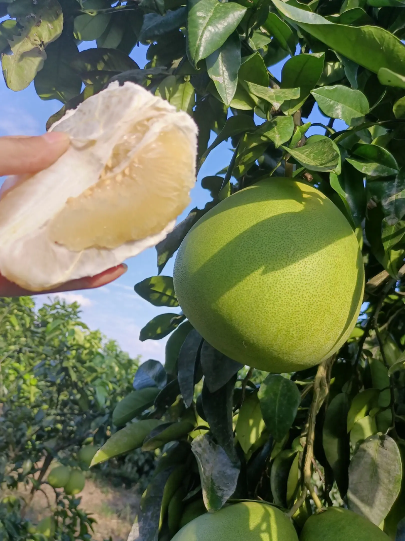 湖北蜜柚红心白心柚子三红柚子供应电商市场商超加工厂团购