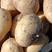 土豆精品V7，各种品类规格齐全，产地直发欢迎选购