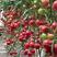 西红柿苗，樱桃苗，小口感番茄，大口感番茄，贝贝，千喜