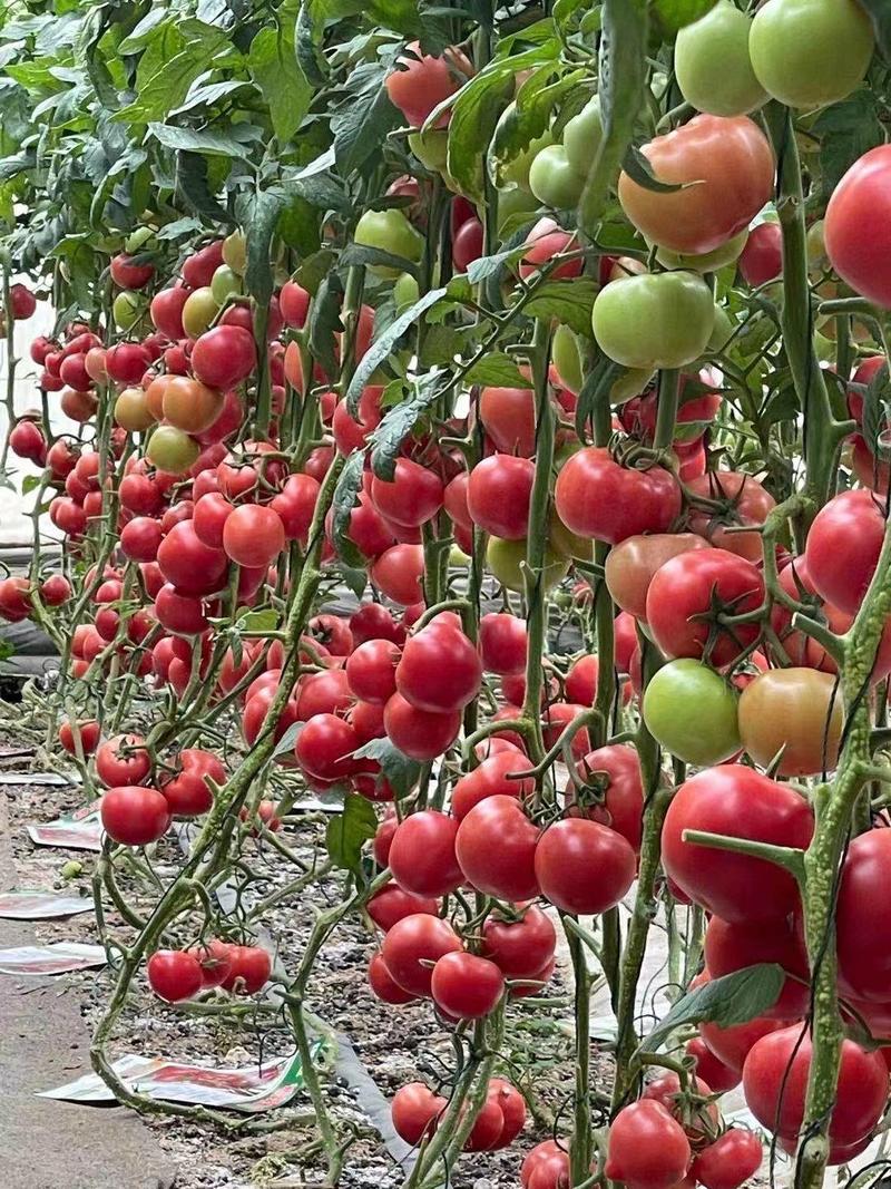 西红柿苗，樱桃苗，小口感番茄，大口感番茄，贝贝，千喜