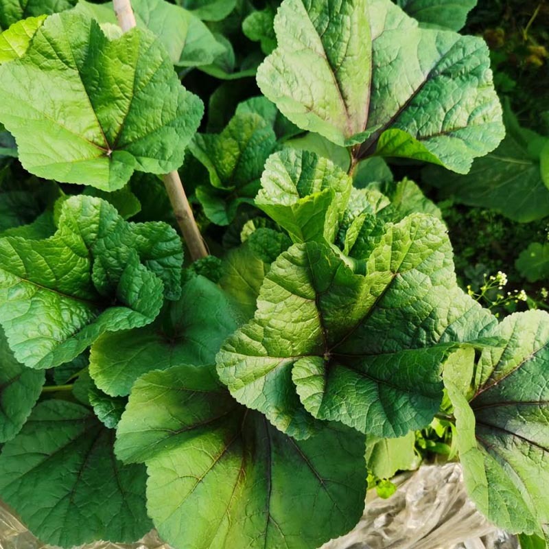 冬寒菜种子冬葵籽耐寒蔬菜糯米种子冬苋菜马蹄菜高