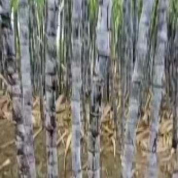 广西黑皮甘蔗大量上市现砍现发一手货源欢迎采购