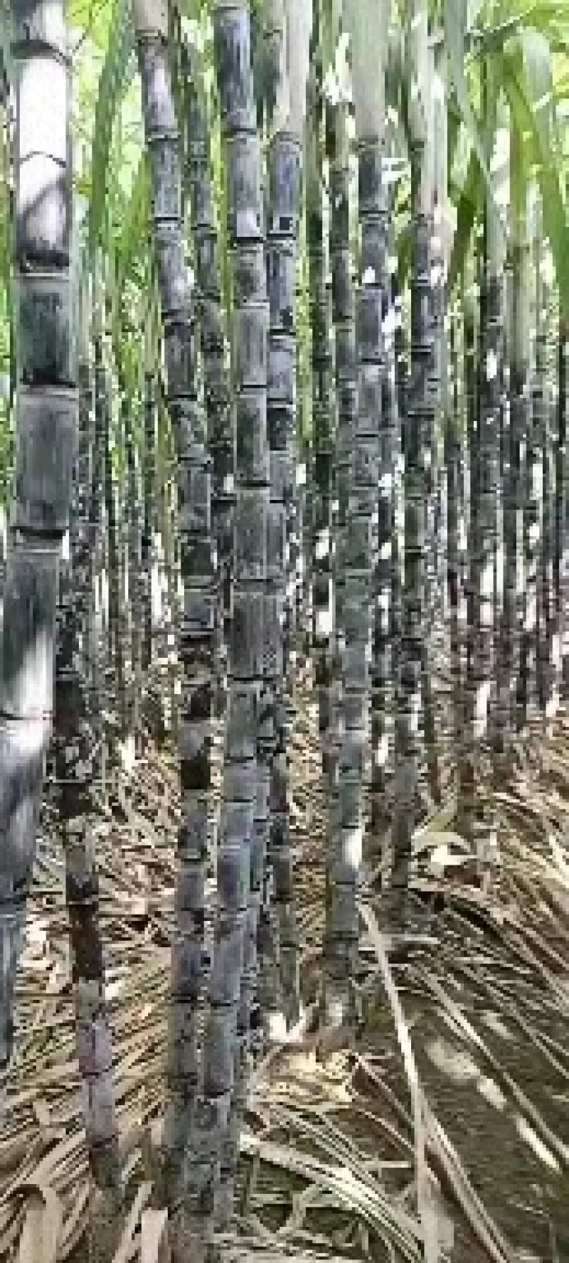广西黑皮甘蔗大量上市现砍现发一手货源欢迎采购