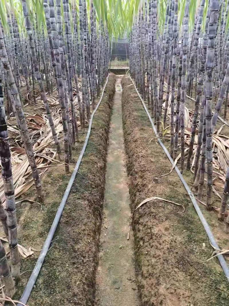 广西黑皮甘蔗大量上市现砍现发一手货源欢迎采购