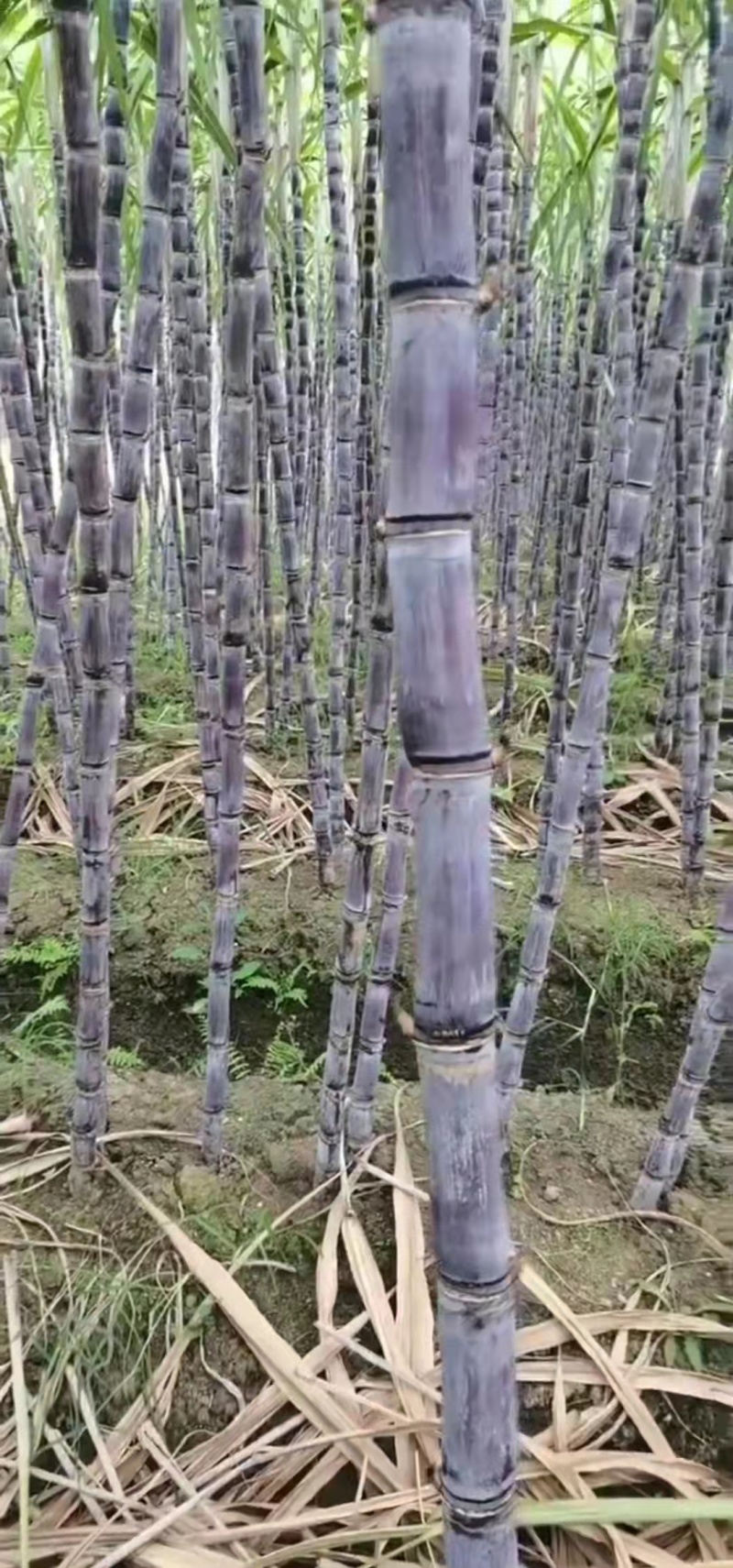 广西黑皮甘蔗大量上市现砍现发一手货源欢迎采购
