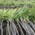 广西黑皮甘蔗大量上市现砍现发一手货源欢迎采购