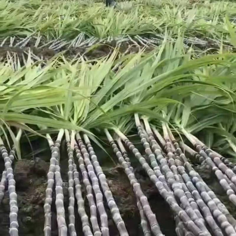 广西黑皮甘蔗大量上市现砍现发一手货源欢迎采购