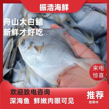 银鲳鱼也叫白鲳，肉质鲜美质量保证放心购。五斤装