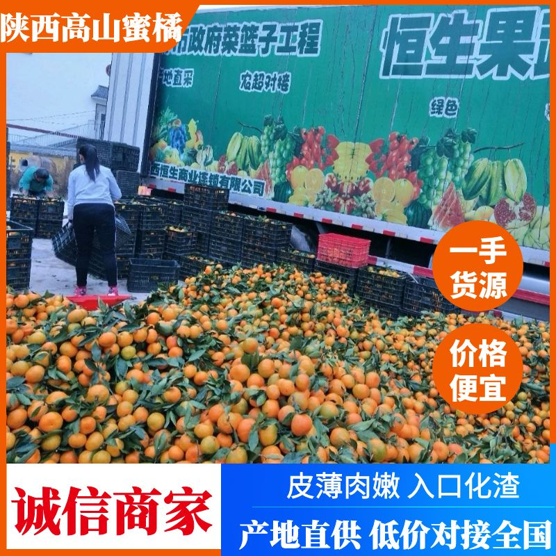 陕西高山密桔，口感甜入口化渣，一手货源价格随行市