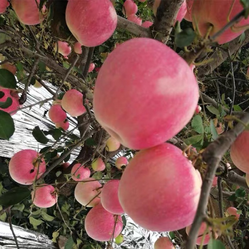 【苹果】辽宁绥中寒富苹果冷库货大量供应颜色好果型好