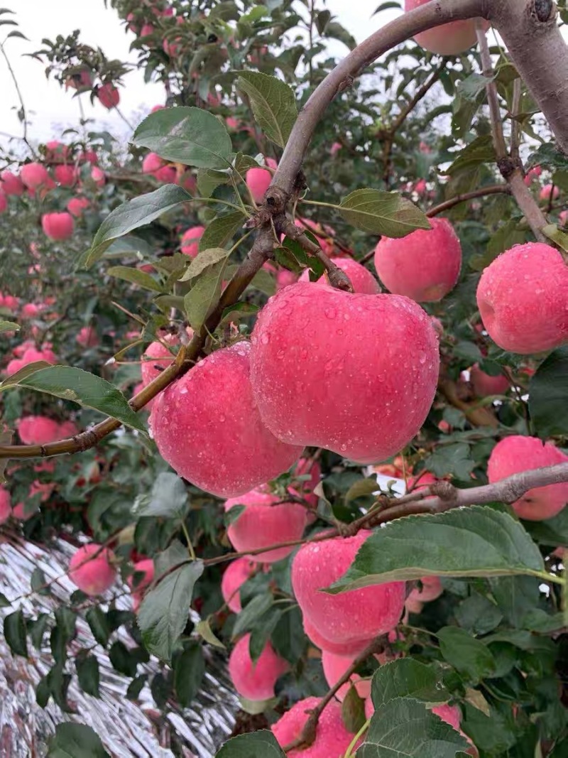 【苹果】辽宁绥中寒富苹果冷库货大量供应颜色好果型好