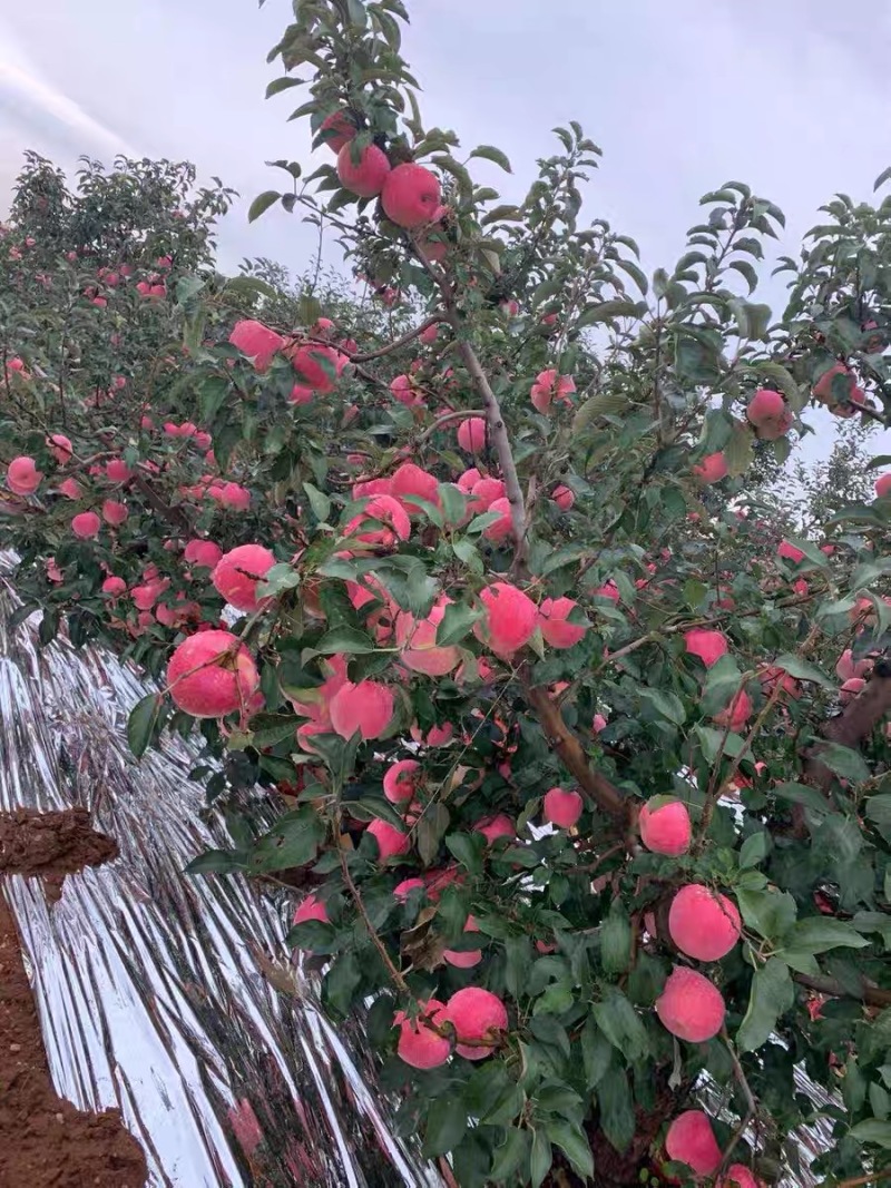 【苹果】辽宁绥中寒富苹果冷库货大量供应颜色好果型好