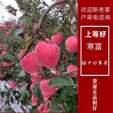 辽宁寒富苹果，现在大量上市，颜色好，个头均匀，有需要联系