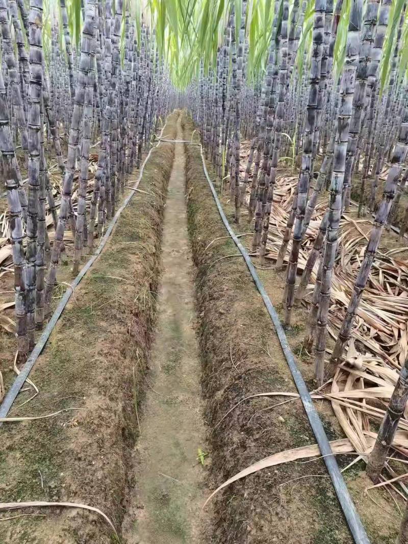【甘蔗】精品广西黑皮甘蔗大量上市可去尾数量不多欢迎采购