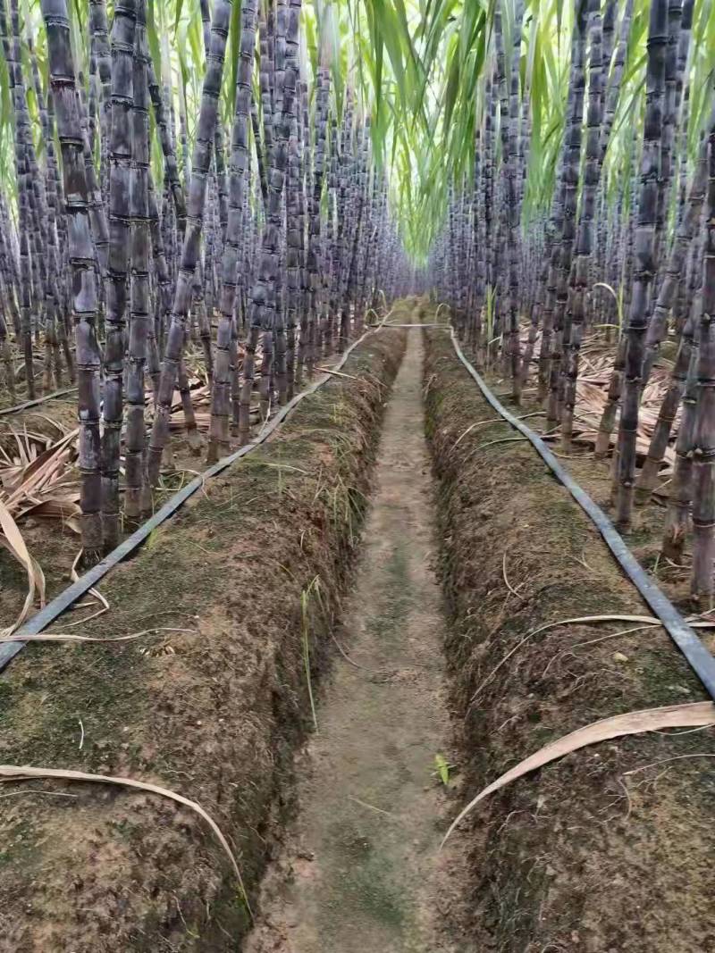 【甘蔗】精品广西黑皮甘蔗大量上市可去尾数量不多欢迎采购