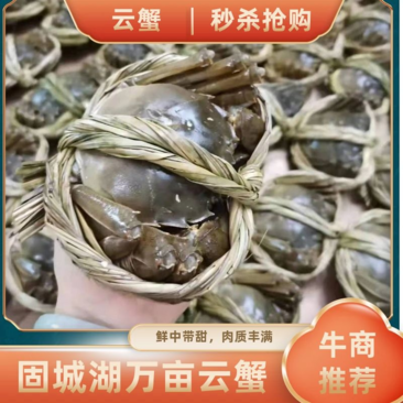 【精品49规格】固城湖螃蟹，鲜中带甜，肉质丰满，黄满膏肥