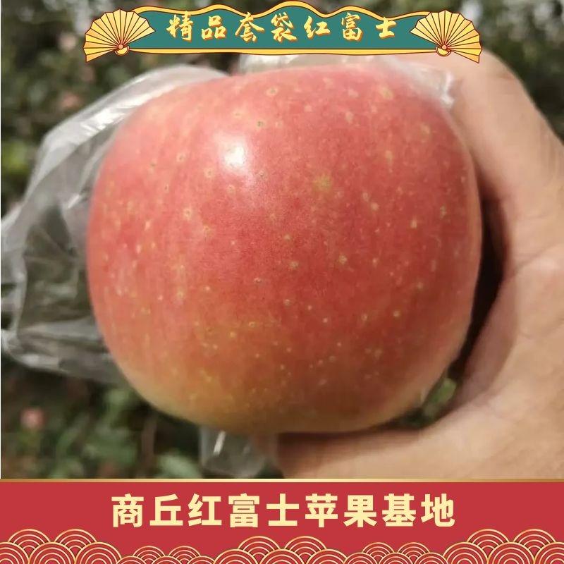 河南商丘虞城县红富士苹果价格便宜了货源充足品质保证！