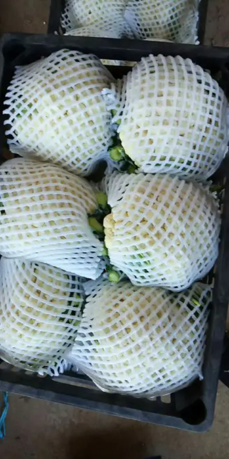 【松花菜】河北精品花菜大量上市现砍现发有机花菜欢迎采购