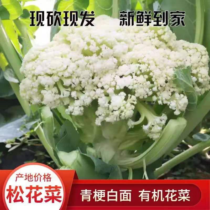 【松花菜】河北精品花菜大量上市现砍现发有机花菜欢迎采购