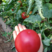 【西红柿】硬粉西红柿，一手货源，质量保证，量大从优