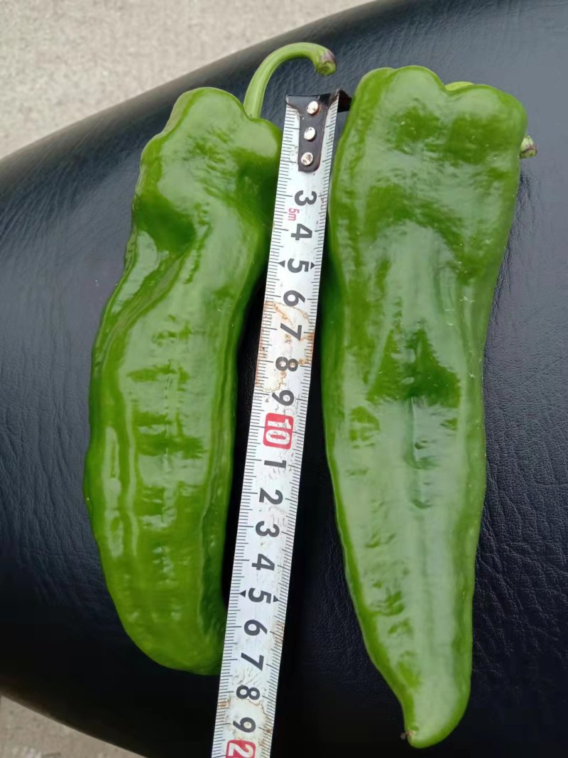 辣椒鲜辣椒薄皮大青椒，精品上市，可视频看货，产地直销