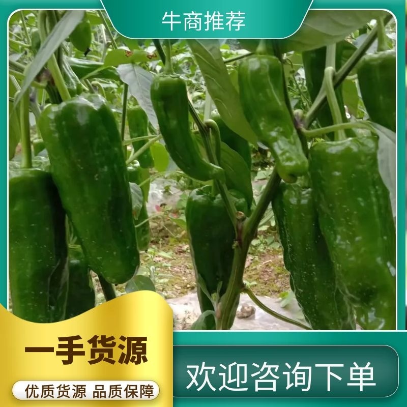 辣椒鲜辣椒薄皮大青椒，精品上市，可视频看货，产地直销